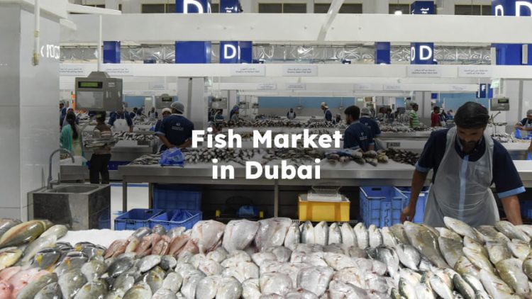 Fish Market in Dubai , Dubai Fish Market